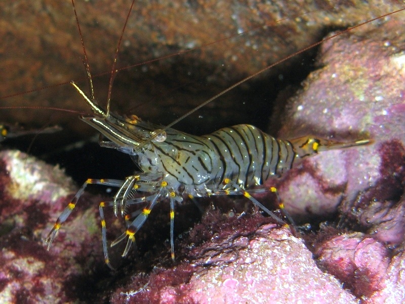 Differenze tra Palaemon serratus e Palaemon elegans